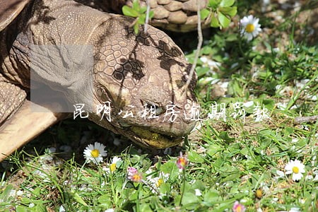 昆明公租房逾期罚款