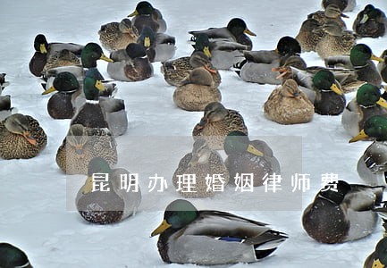 昆明办理婚姻律师费