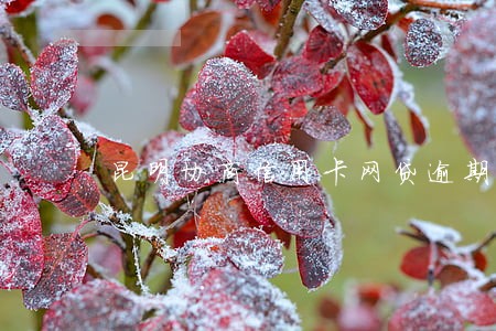 昆明协商信用卡网贷逾期