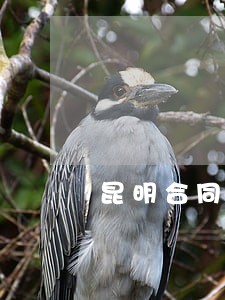 昆明合同专业律师 昆明合同专业律师