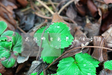 昆明哪有免费法律咨询