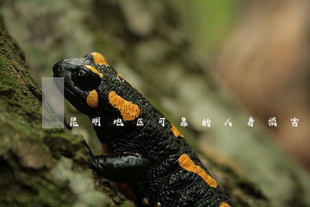 昆明地区可靠的人身损害赔偿律师 昆明地区可靠的人身损害赔偿律师
