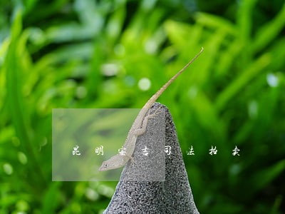 昆明安吉司法拍卖 昆明安吉司法拍卖