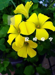 昆明安宁律师哪家强 昆明安宁律师哪家强