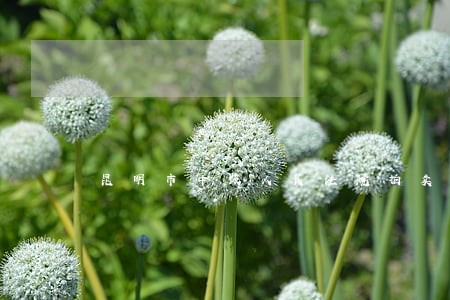 昆明市中级人民法院拍卖房产 昆明市中级人民法院拍卖房产