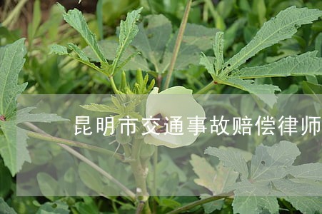 昆明市交通事故赔偿律师排名