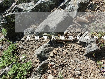 昆明市代理债务纠纷律师咨询热线 昆明市代理债务纠纷律师咨询热线
