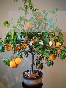 昆明市口碑好的离婚律师委托收费 昆明市口碑好的离婚律师委托收费