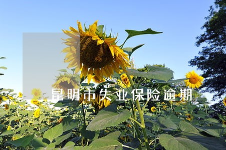昆明市失业保险逾期 昆明市失业保险逾期