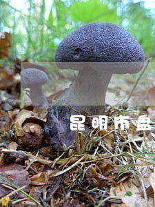 昆明市盘龙区债务律师推荐 昆明市盘龙区债务律师推荐