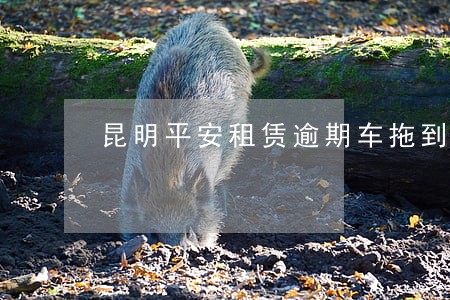 昆明平安租赁逾期车拖到哪里 昆明平安租赁逾期车拖到哪里
