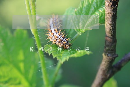 昆明律师咨询网