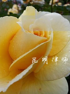 昆明律师经济纠纷在线咨询 昆明律师经济纠纷在线咨询