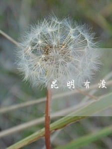昆明有没有婚姻律师联系方式 昆明有没有婚姻律师联系方式