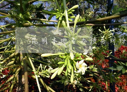 昆明本地专办债务纠纷律师预约 昆明本地专办债务纠纷律师预约