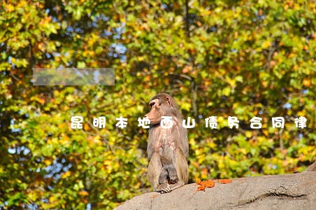 昆明本地西山债务合同律师团队 昆明本地西山债务合同律师团队