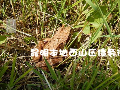 昆明本地西山区债务律师团队 昆明本地西山区债务律师团队