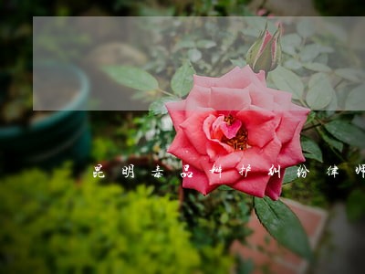 昆明毒品辩护纠纷律师 昆明毒品辩护纠纷律师