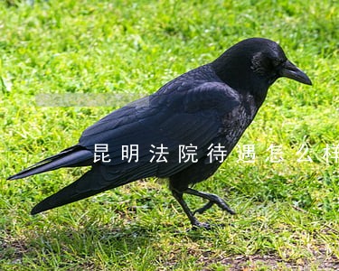 昆明法院待遇怎么样 昆明法院待遇怎么样