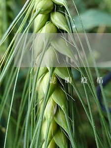 昆明疫情逾期免责时间 昆明疫情逾期免责时间