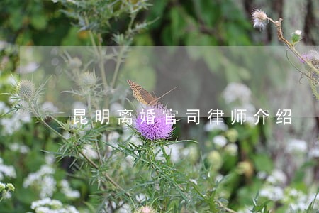 昆明离婚官司律师介绍