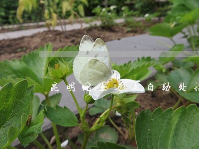 昆明网上违法自助处理平台 昆明网上违法自助处理平台