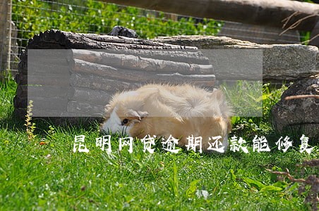 昆明网贷逾期还款能修复吗 昆明网贷逾期还款能修复吗