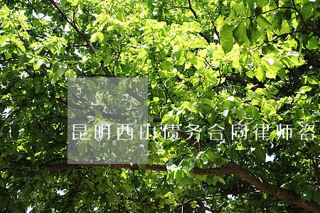昆明西山债务合同律师咨询热线 昆明西山债务合同律师咨询热线