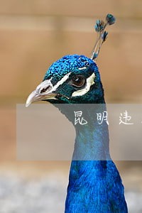 昆明违法停车拍照 昆明违法停车拍照