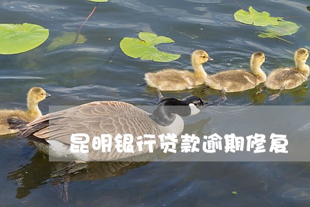 昆明银行贷款逾期修复