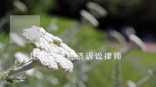 昆明靠谱经济诉讼律师