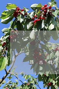 昌吉找专业的刑事律师 昌吉找专业的刑事律师