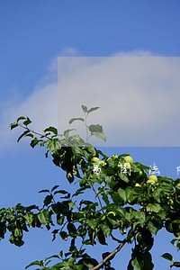 昌图法院执行网 昌图法院执行网