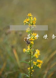 昌平债务纠纷律师咨询 昌平债务纠纷律师咨询