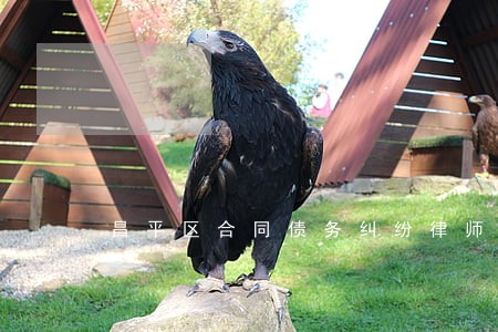 昌平区合同债务纠纷律师排名 昌平区合同债务纠纷律师排名