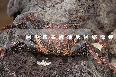 昌平区夫妻债务纠纷律师 昌平区夫妻债务纠纷律师