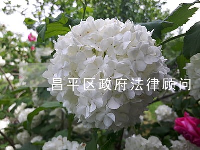 昌平区政府法律顾问