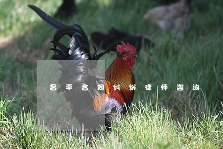 昌平合同纠纷律师咨询 昌平合同纠纷律师咨询