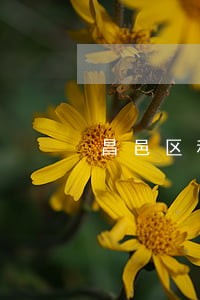 昌邑区私人律师在线律师咨询 昌邑区私人律师在线律师咨询