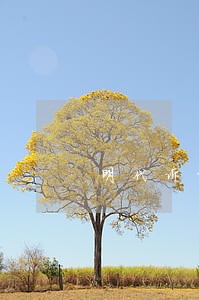 明代诉讼制度的特征 明代诉讼制度的特征