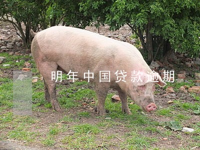 明年中国贷款逾期 明年中国贷款逾期