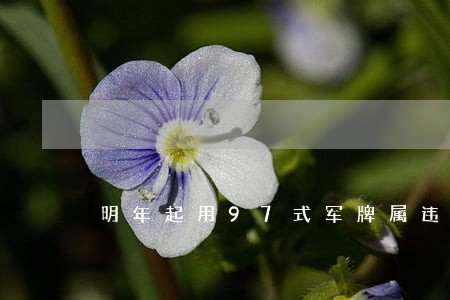 明年起用97式军牌属违法 明年起用97式军牌属违法