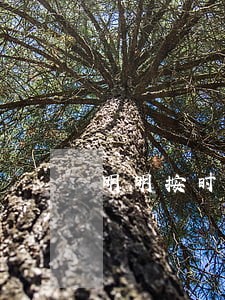 明明按时还款扣除显示逾期 明明按时还款扣除显示逾期