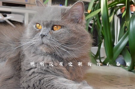明明没有逾期为什么备用金 明明没有逾期为什么备用金