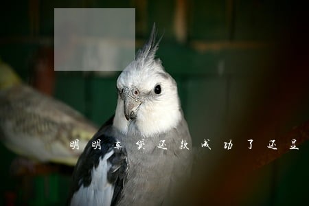 明明车贷还款成功了还显示逾期 明明车贷还款成功了还显示逾期