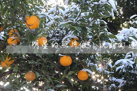 明星的照片做小说封面违法吗