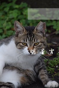 明星肖像权与口腔门诊法院传票 明星肖像权与口腔门诊法院传票