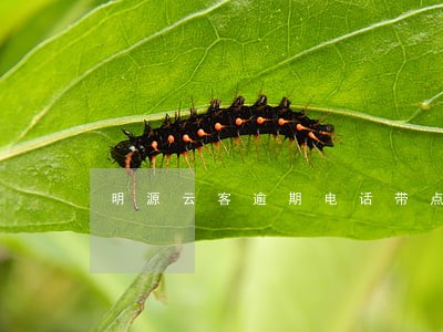 明源云客逾期电话带点 明源云客逾期电话带点
