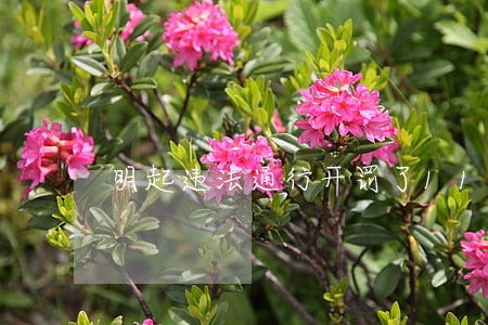 明起违法通行开罚了11月10日 明起违法通行开罚了11月10日