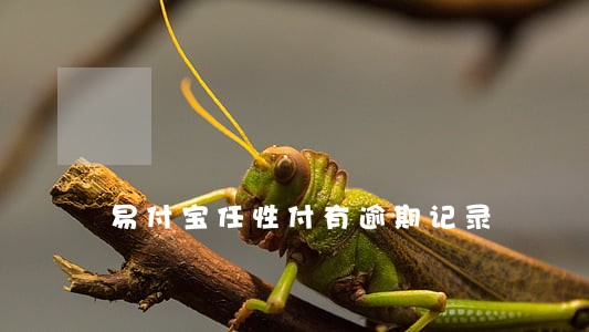 易付宝任性付有逾期记录 易付宝任性付有逾期记录